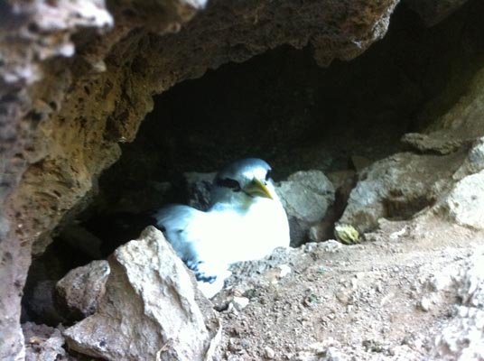 Projet Paille en queue